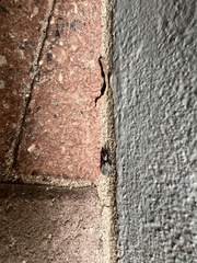 Scotophaeus blackwalli