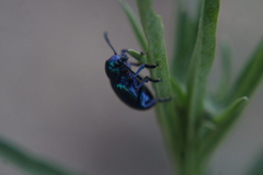 Chrysochus cobaltinus