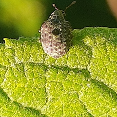 Cionus scrophulariae
