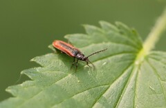 Omalisus fontisbellaquei