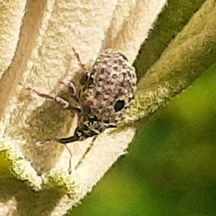Cionus scrophulariae