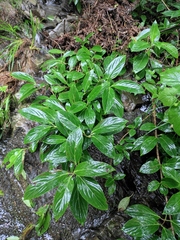 Forsythia viridissima