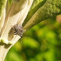 Cionus scrophulariae