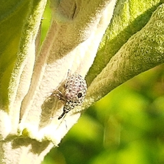 Cionus scrophulariae