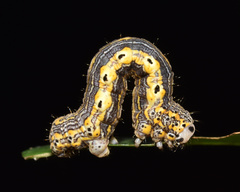 Hypochrosis meridionalis