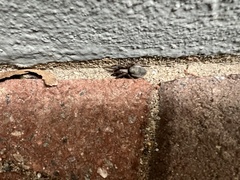 Scotophaeus blackwalli