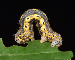 Hypochrosis meridionalis