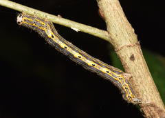 Hypochrosis meridionalis