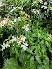 Hydrangea chinensis