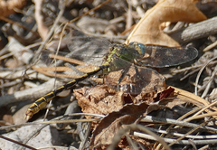 Ophiogomphus arizonicus