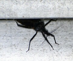 Triatoma gerstaeckeri