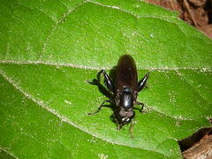 Chalcosyrphus chalybeus