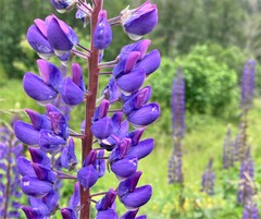 Lupinus polyphyllus polyphyllus