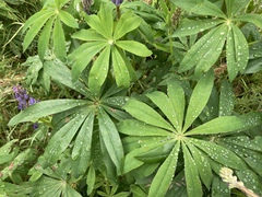 Lupinus polyphyllus polyphyllus