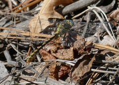 Ophiogomphus arizonicus