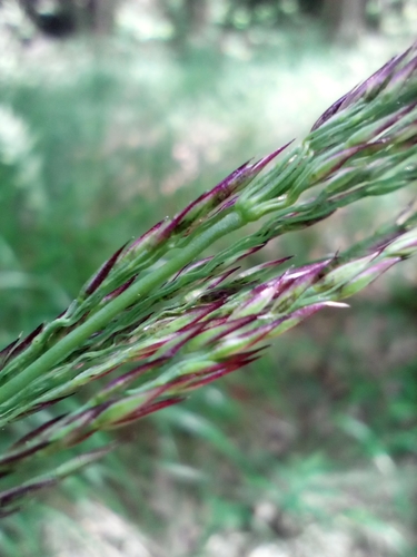 Image of Calamagrostis villosa by (c) Vladimír Fuka, some rights reserved (CC BY)