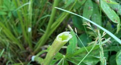 Lupinus polyphyllus polyphyllus