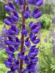 Lupinus polyphyllus polyphyllus