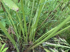 Lupinus polyphyllus polyphyllus