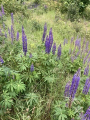 Lupinus polyphyllus polyphyllus