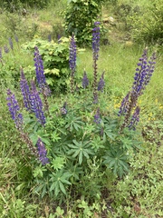 Lupinus polyphyllus polyphyllus