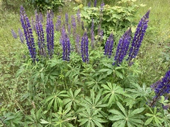Lupinus polyphyllus polyphyllus