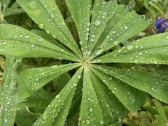 Lupinus polyphyllus polyphyllus