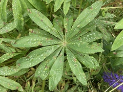Lupinus polyphyllus polyphyllus