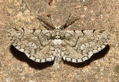 Eulycia subpunctata