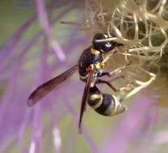 Parancistrocerus fulvipes