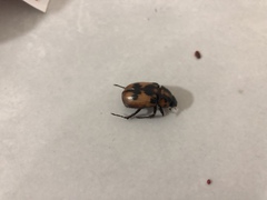 Cyclocephala deceptor