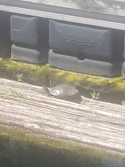 Chrysemys picta marginata