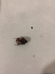 Cyclocephala deceptor