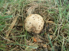 Scleroderma