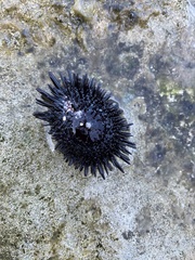Echinometra oblonga