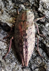 Dicerca berolinensis
