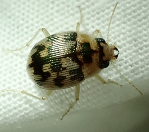 Robust Round Sand Beetle