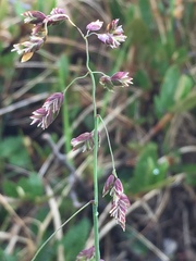 Poa porsildii