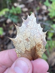 Coccomyces dentatus