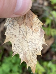 Coccomyces dentatus