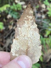 Coccomyces dentatus