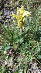Pedicularis chroorrhyncha