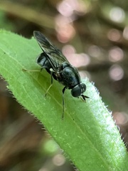 Adoxomyia