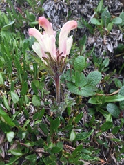 Pedicularis capitata