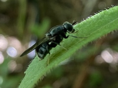 Adoxomyia