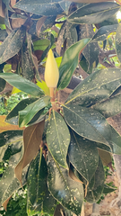 Magnolia grandiflora