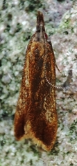Dichomeris ustalella