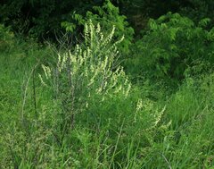 Astragalus galegiformis