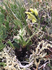 Oxytropis maydelliana