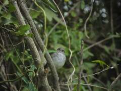 Euscarthmus meloryphus